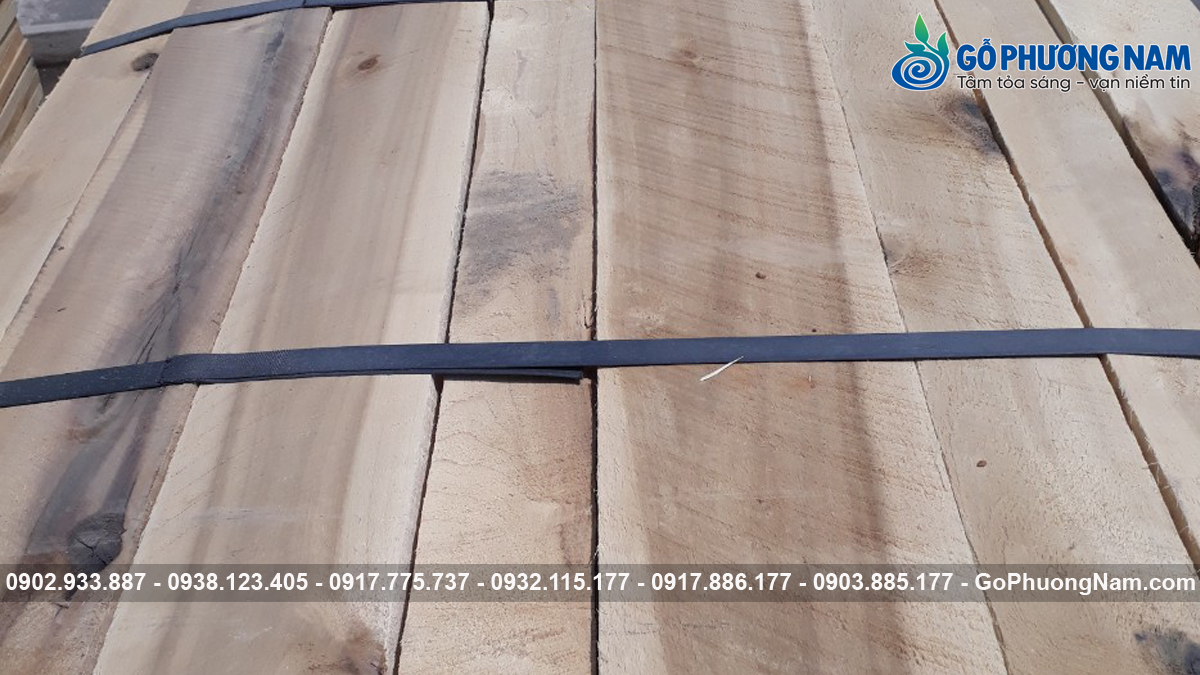 Gỗ Poplar nhập khẩu giá bao nhiêu hiện nay